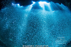 "Silver Pool"
The silversides are back!
Sunlight stream... by Susannah H. Snowden-Smith 